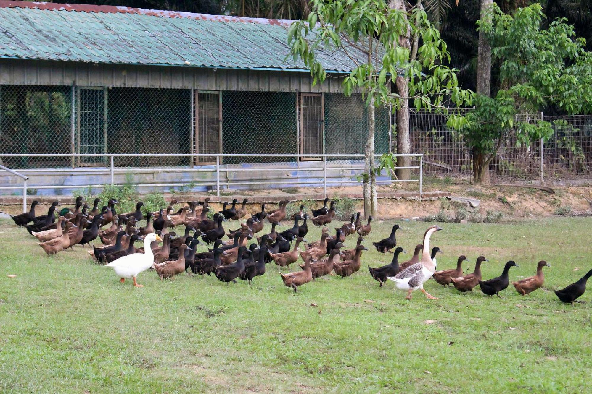 Savanna Hill Resort Ulu Tiram Exterior photo